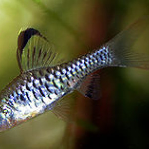 Puntius coorgensis