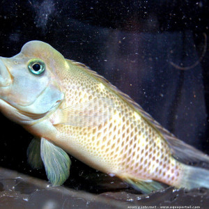Steatocranus casuarius