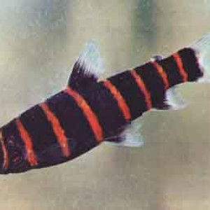 Synaptolaemus cingulatus
