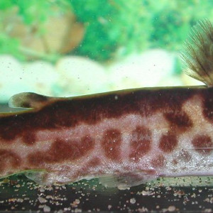 Tatia creutzbergi