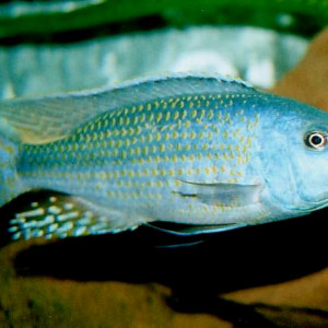 Dimidiochromis kiwinge