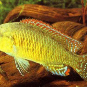 Pseudocrenilabrus philander dispersus