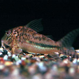 Corydoras filamentosus