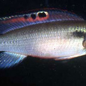 Crenicichla  prenda