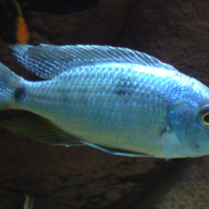 Copadichromis chrysonotus
