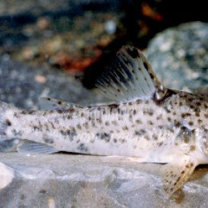 Corydoras flaveolus