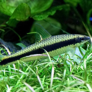 Crossocheilus langei
