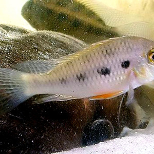 Crenicara latruncularium