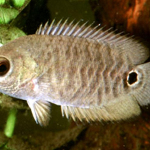 Ctenopoma ocellatum