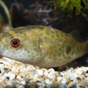 Tetraodon cochinchinensis