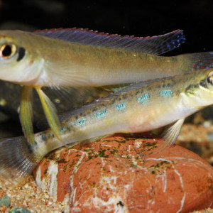 Teleocichla cinderella