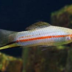 Xiphophorus clemenciae