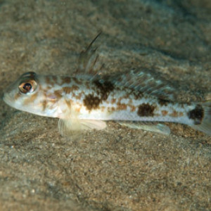 Yongeichthys criniger
