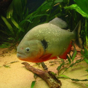 Pygocentrus cariba