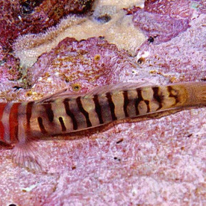 Quietula y-cauda