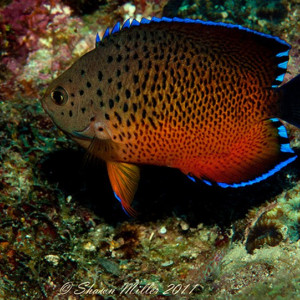 Centropyge ferrugata
