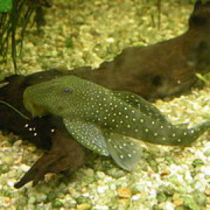 Chaetostoma marcapatae