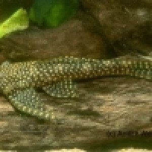 Chaetostoma mollinasum