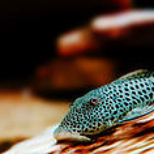 Chaetostoma vasquezi