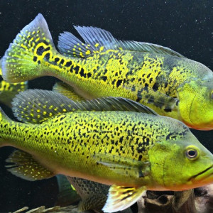 Cichla kelberi