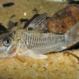 Corydoras geoffroy