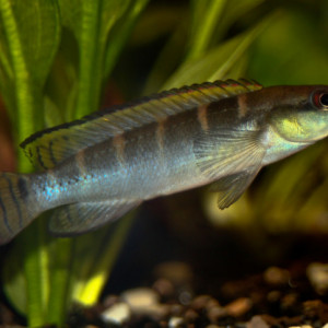 Crenicichla  compressiceps