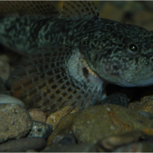 Cottus hispaniolensis