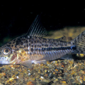 Corydoras sipaliwini