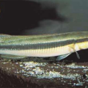 Crenicichla  multispinosa