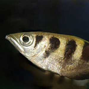 Toxotes chatareus