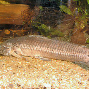 Callichthys serralabium