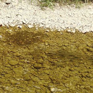 Chondrostoma toxostoma