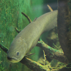 Papyrocranus afer