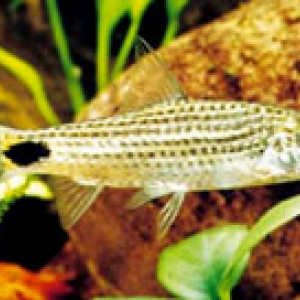 Puntius asoka
