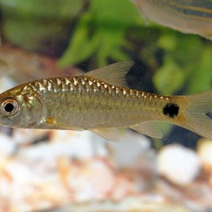 Puntius amphibius