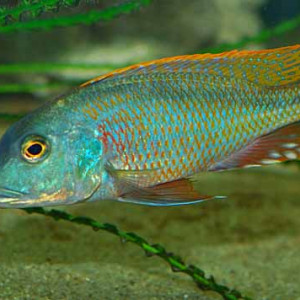 Buccochromis nototaenia