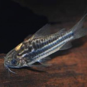 Corydoras bilineatus