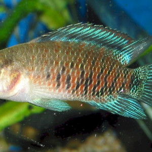 Badis siamensis