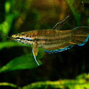 Betta picta