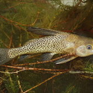 Synodontis batesii