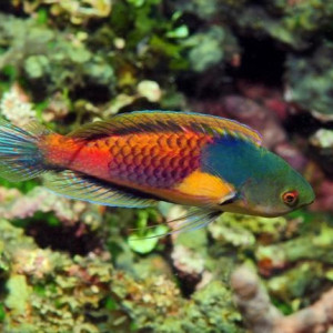 Cirrhilabrus cyanopleura