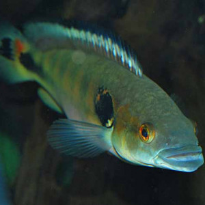 Crenicichla  lenticulata