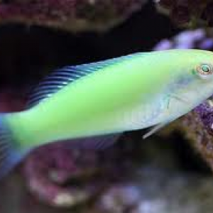 Halichoeres chloropterus
