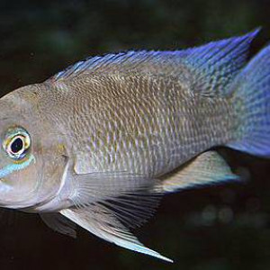 Neolamprologus christyi