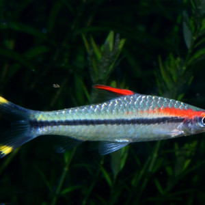 Puntius chalakkudiensis