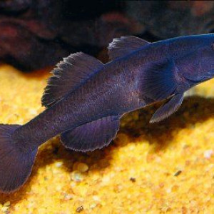 ZZ Mugilogobius sp black