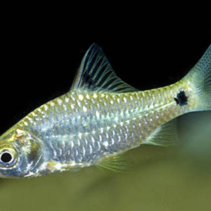 Puntius burmanicus