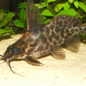 Synodontis alberti
