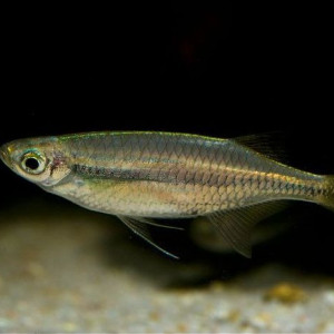 Laubuka fasciata