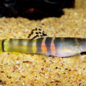 ZZ Schistura sp. Crimson